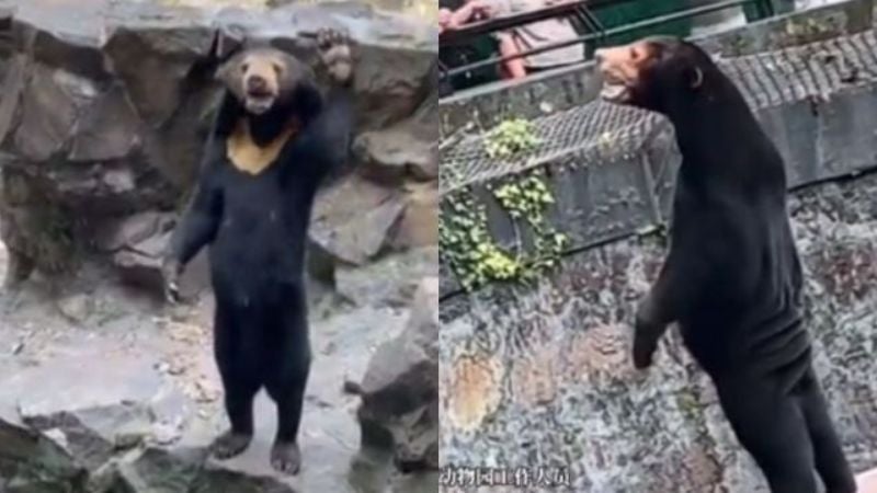 personas disfazadas de osos en China