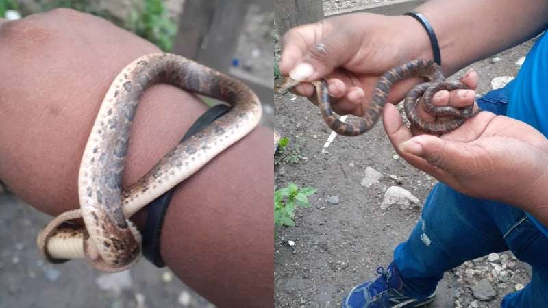 Joven atrapa serpiente