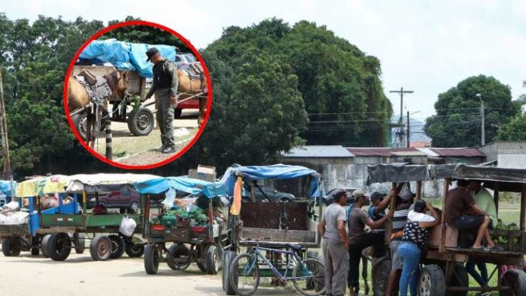 Decomisan carretas de caballos en SPS