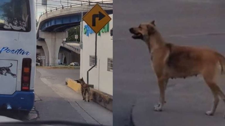 Perrito persiguiendo un bus