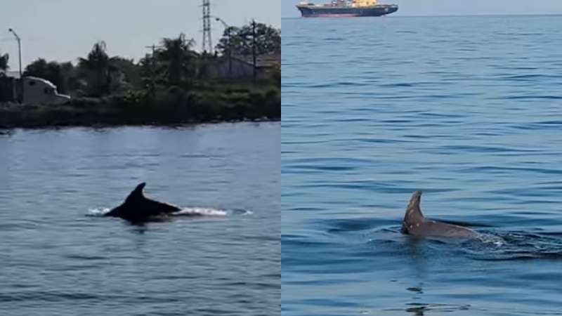 Delfines en Puerto Cortés