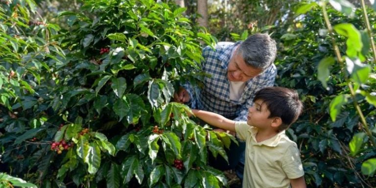 Incentivan a niños al cultivo de café en Santa Rosa de Copán