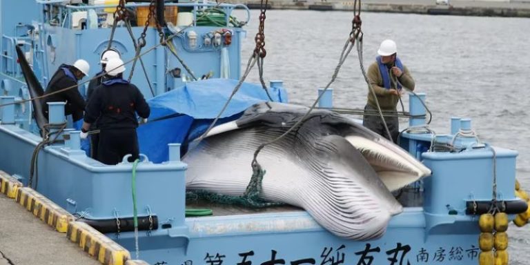 Islandia reautoriza cazar ballenas, bajo condiciones más estrictas