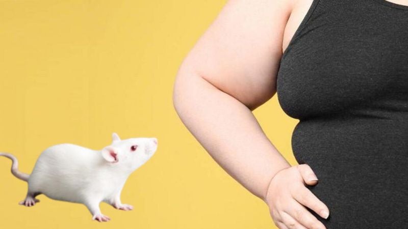 Nuevo medicamento probado en ratones reduce la obesidad y el colesterol