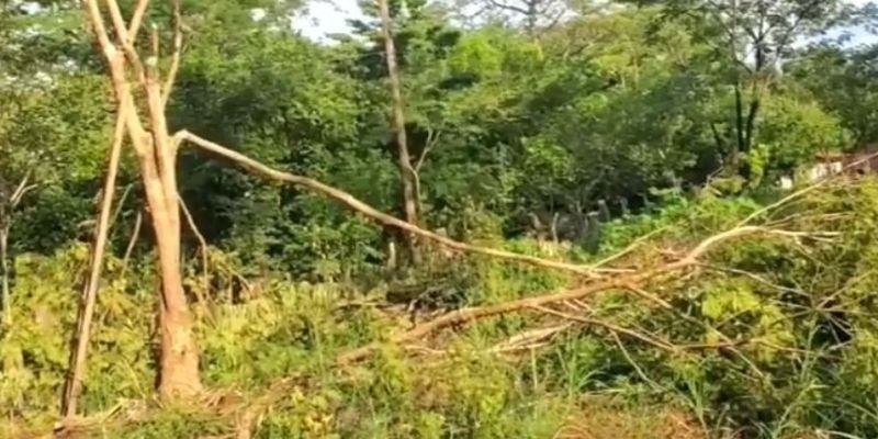 Hombre muere electrocutado mientras cortaba árboles en Choluteca