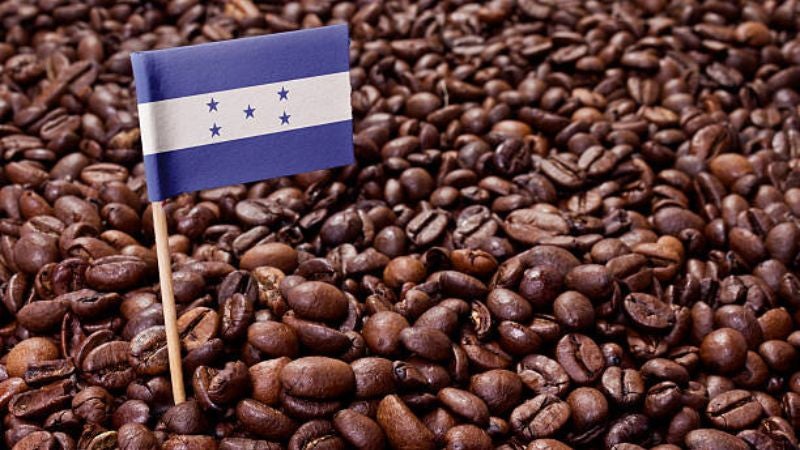 Exportaciones de café hondureño crecen 37.2% al cierre de agosto