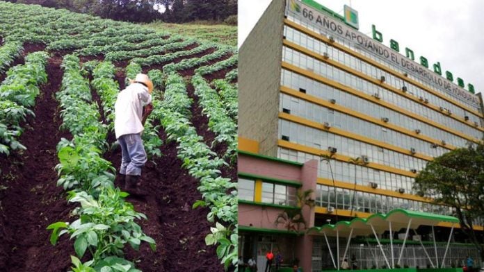 Productores piden apoyo a Banadesa