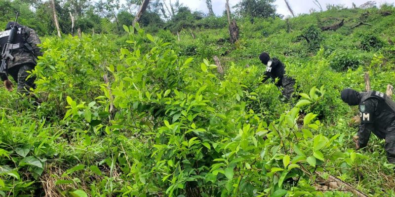 Aseguran 64,000 arbustos de hoja de coca en Olancho