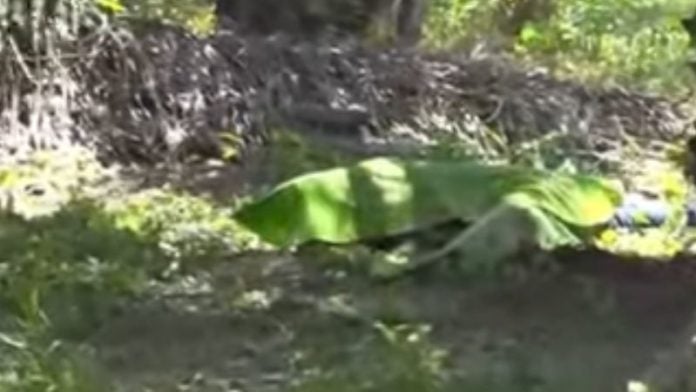 En una plantación de palma africana matan a un hombre en Choloma