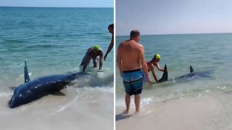 Bañistas salvan a enorme tiburón en las playas de Florida
