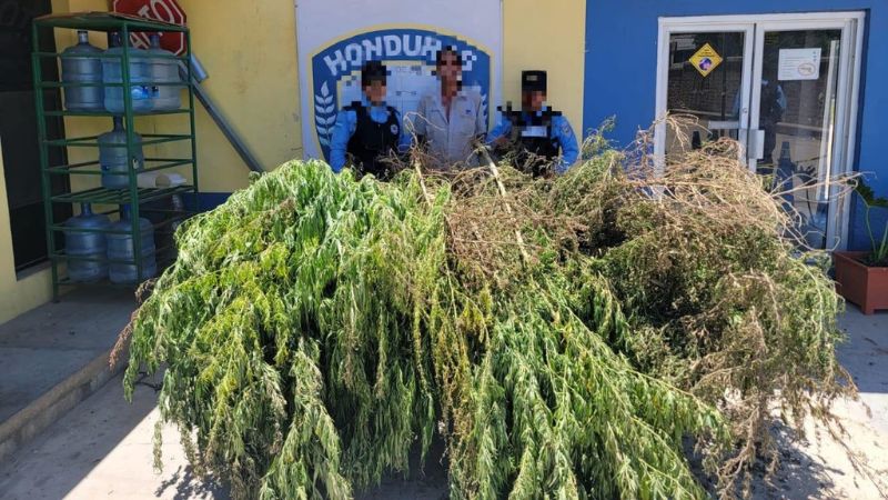 Decomisan 25 arbustos de marihuana en Yoro