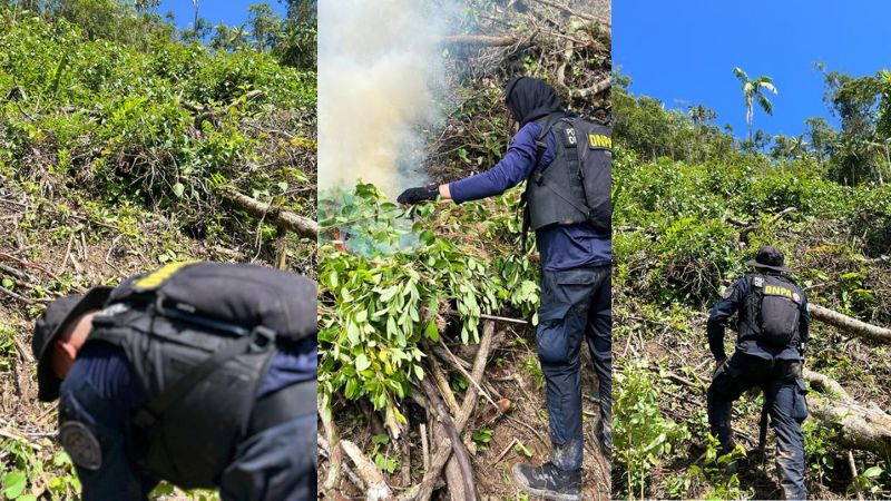 Erradican plantación coca Patuca