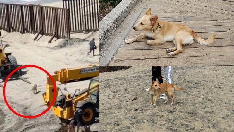 Deportan perro cruzó frontera