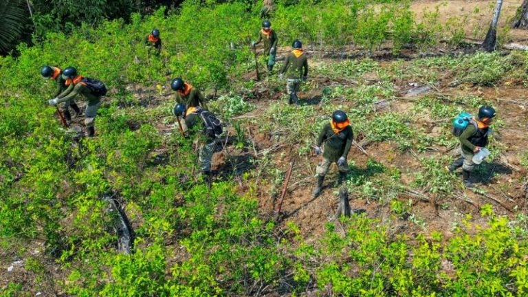 Perú erradica hoja de coca