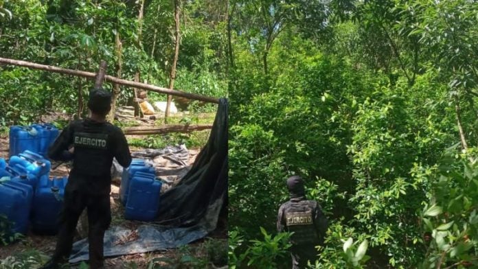 Localizan plantación ilegal coca Colón