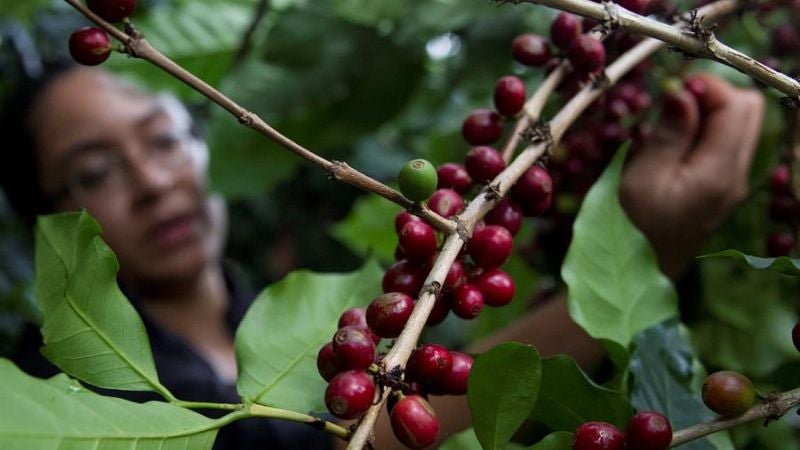 Proyectan caída precio del café 