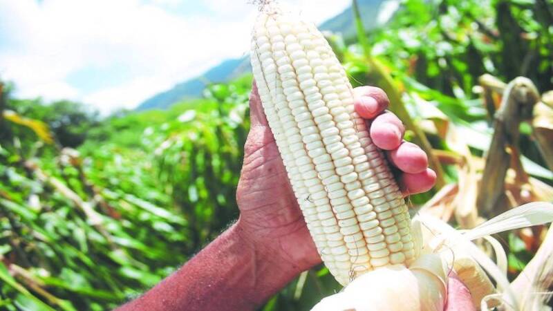 Cosecha de maíz baja en un 30% en el occidente, según productores