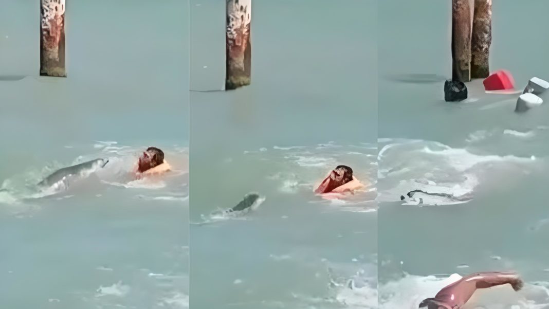 Una foca ataca a varias personas en una playa en Azerbaiyán