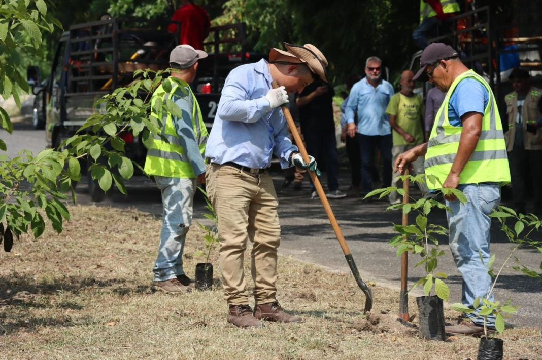 reforestan