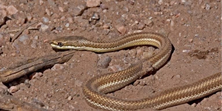 Hallan una serpiente ratonera en farmacia de Choluteca