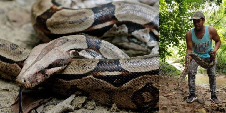 ¡Impresionante! Encuentran enorme boa en la cuenca del río Cangrejal