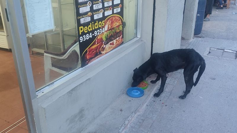 dueños de restaurante alimentan a animales