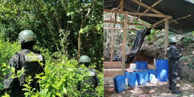 Localizan plantación de 41,900 arbustos de hoja de coca en Iriona, Colón