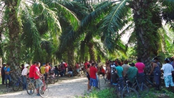 Peligran mil empleos tras nueva invasión de tierras en el Bajo Aguán