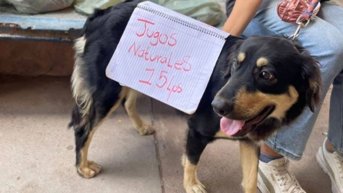 perro ayuda a su dueña a vender