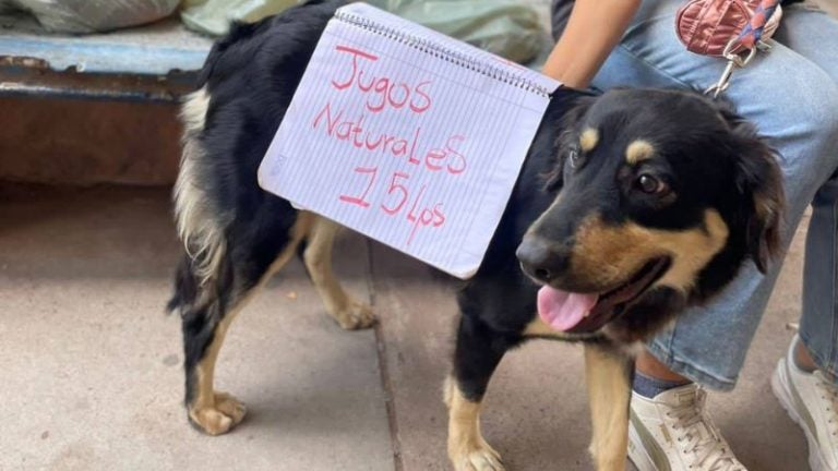 perro ayuda a su dueña a vender