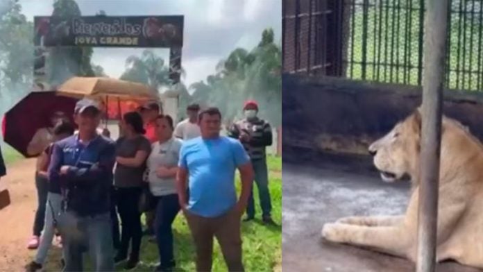 animales de Joya Grande sin comida