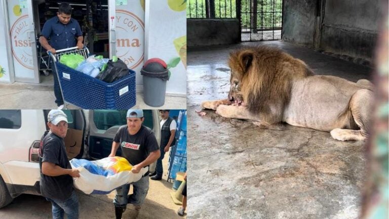 recolectan comida para animales de zoológico