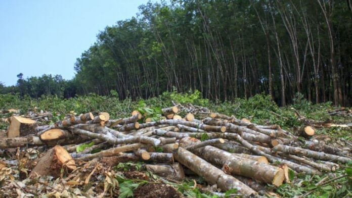 Presentan requerimiento fiscal por usurpación de tierras de la Tribu Liquigue