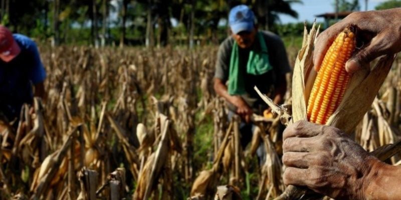 Siembra de primera deja ocho millones de quintales de maíz