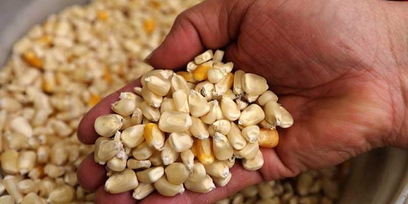 Siembra de primera deja ocho millones de quintales de maíz