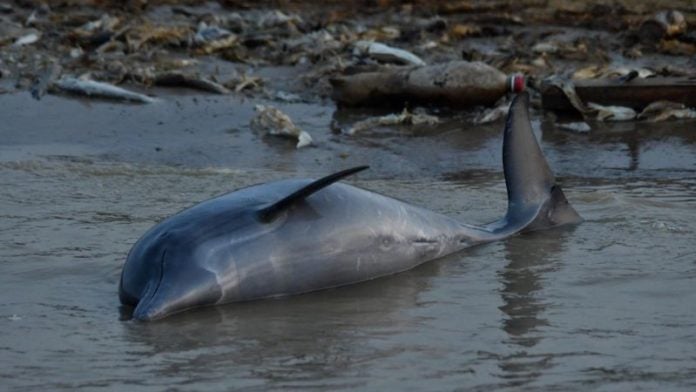 Aparecen delfines muertos Brasil