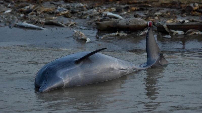 Aparecen delfines muertos Brasil