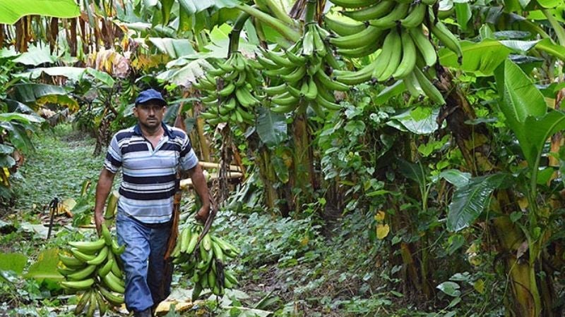 Producción nacional de banano no logra cubrir el mercado nacional