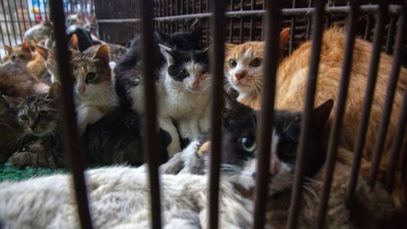 Rescatan mil gatos China 