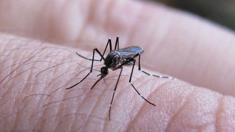 Muere menor dengue Atlántida