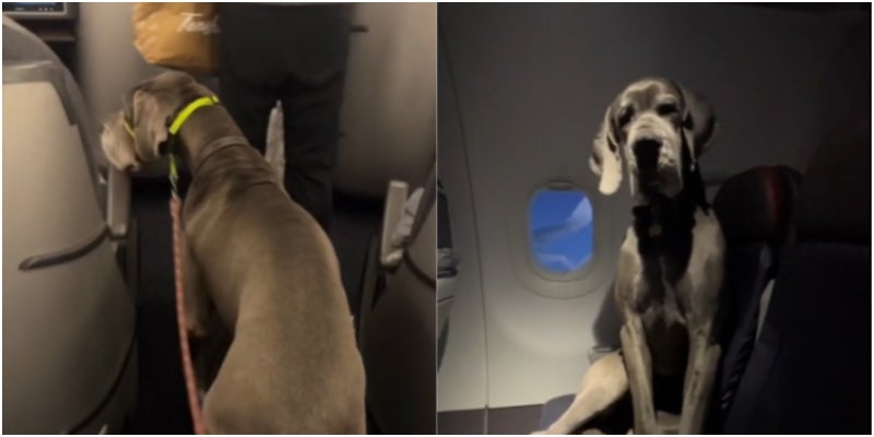perro viaja en Avión