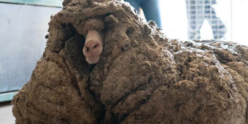 Rescatan a la oveja más solitaria del mundo: llevaba dos años aislada