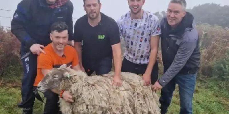 Rescatan a la oveja más solitaria del mundo: llevaba dos años aislada
