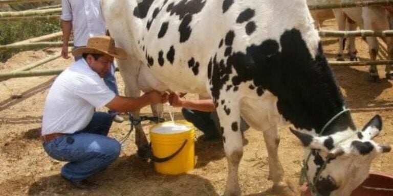 Ganaderos de Catacamas rechazan rebaja a la leche; advierten tomas