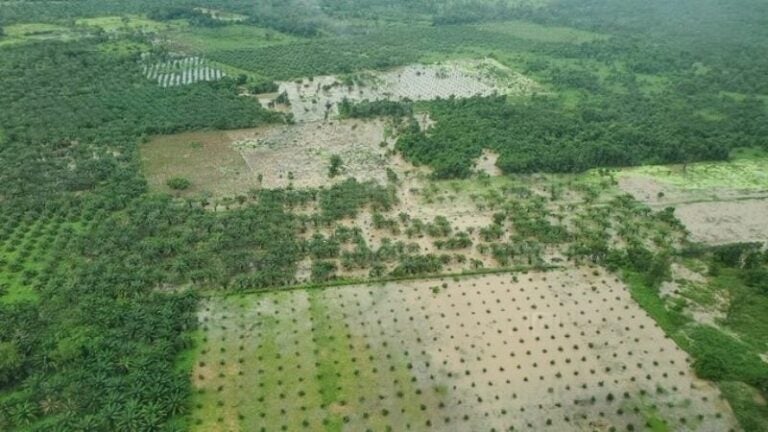 Unas 50 mil hectáreas de palma afectadas por las lluvias en Atlántida