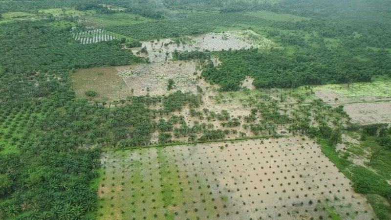 Unas 50 mil hectáreas de palma afectadas por las lluvias en Atlántida