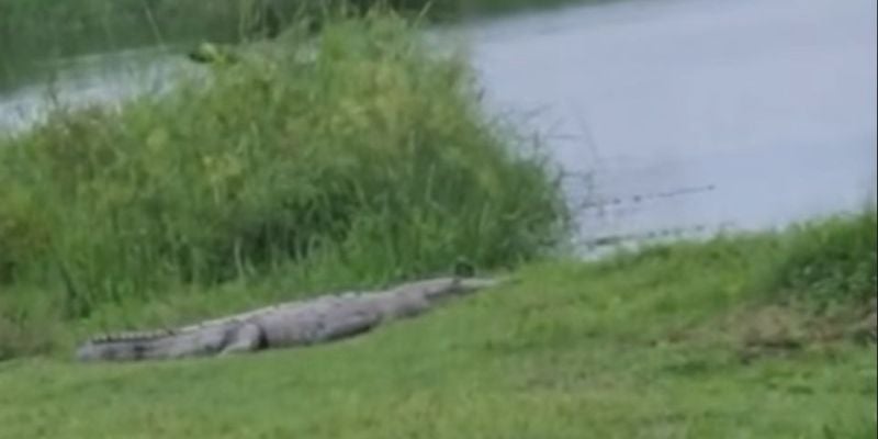 Video: Encuentran un enorme cocodrilo en una propiedad de La Ceiba