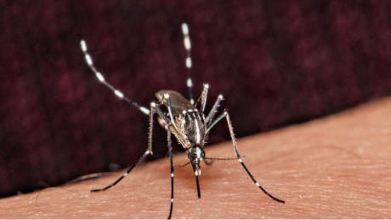 EEUU aprueba la primera vacuna contra el Chikungunya