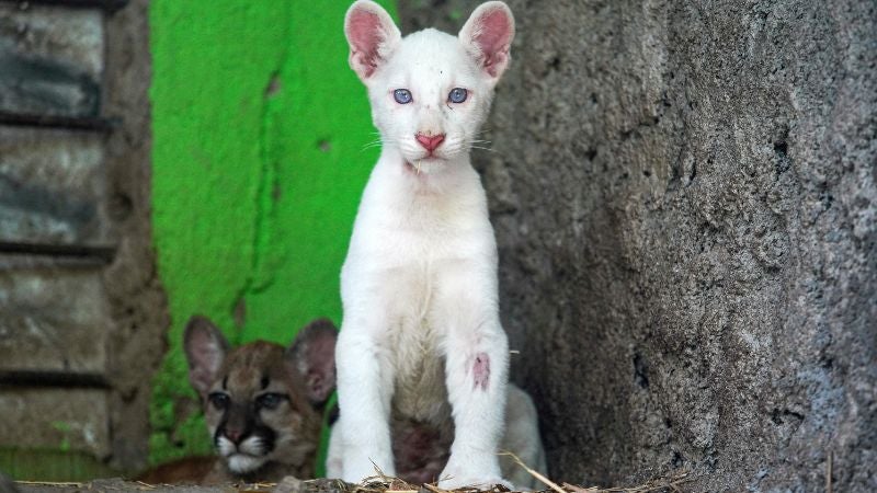 Puma albino 