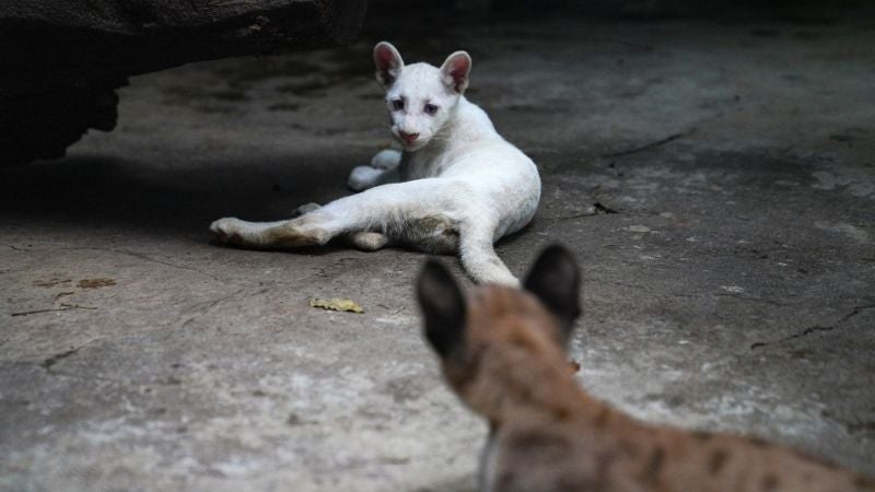 Puma albina Nicaragua 